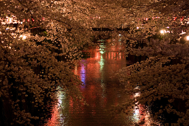 妖艶な美しさに息をのむ。シチュエーション別「夜桜」のすすめ