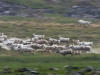 【6300円で行ける世界旅行】迫力の自然映像とフルオーケストラがコラボ!