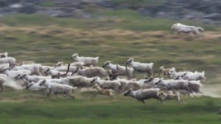 【6300円で行ける世界旅行】迫力の自然映像とフルオーケストラがコラボ!