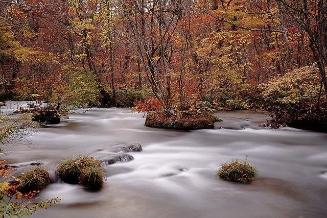 錦繍の奥入瀬渓流で、紅葉色に染まる秋