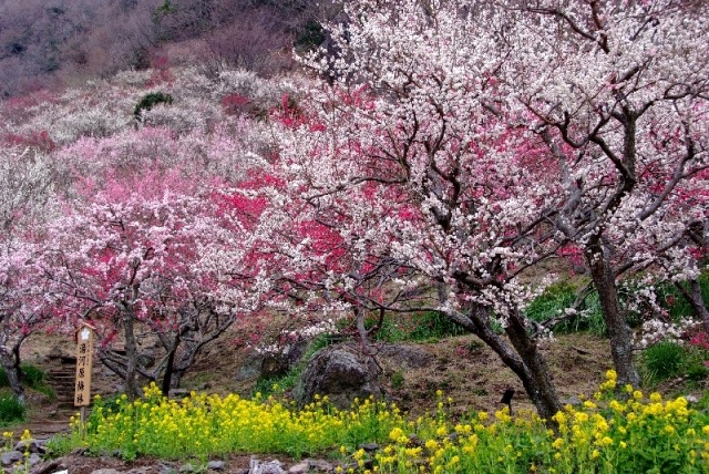 満開の梅の花園と絶品オーベルジュで春を先取り一人旅!