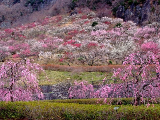 満開の梅の花園と絶品オーベルジュで春を先取り一人旅!