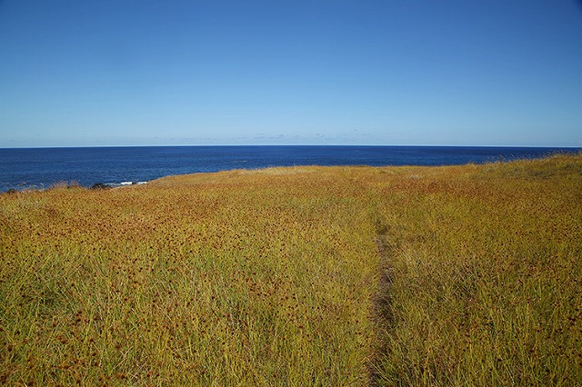 【チリ】モアイ像だけじゃない!イースター島の絶景集