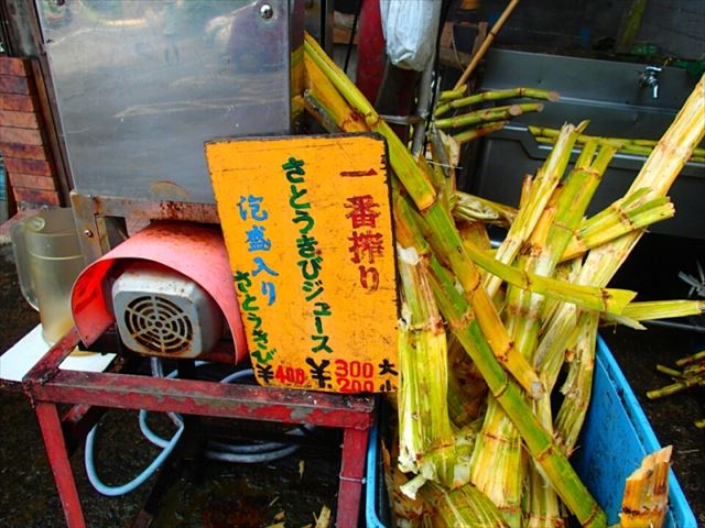 石垣の癒しスポット!天然記念物のヤエヤマヤシ群落を探検