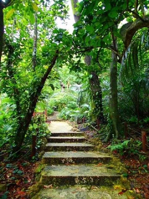 石垣の癒しスポット!天然記念物のヤエヤマヤシ群落を探検