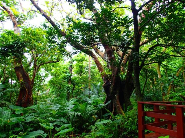 石垣の癒しスポット!天然記念物のヤエヤマヤシ群落を探検