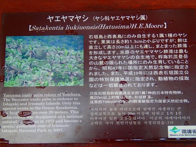 石垣の癒しスポット!天然記念物のヤエヤマヤシ群落を探検