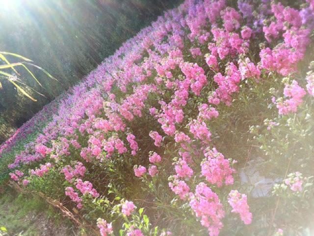 館山城の梅園と天守閣から見る景色が素晴らしい。春を感じる千葉の小旅行