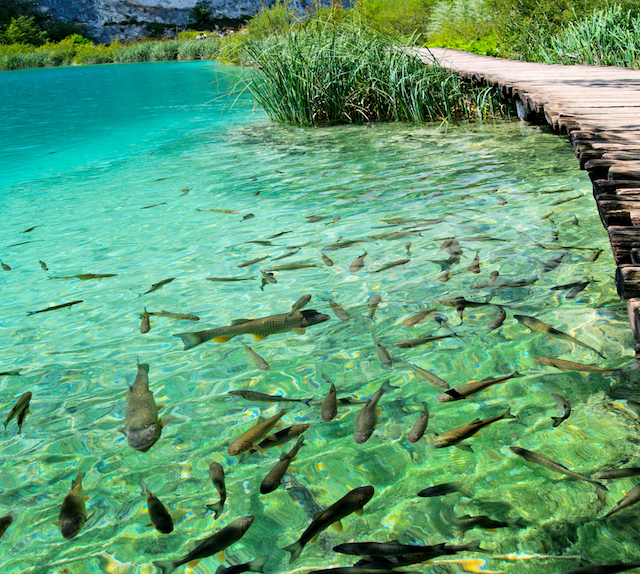 まるでネバーランド！水の楽園「プリトヴィッツェ湖群国立公園」