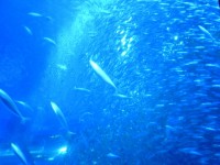 マレーシア・サピ島、シュノーケリングでも行けちゃう「魚たちの楽園」