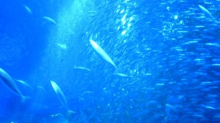 マレーシア・サピ島、シュノーケリングでも行けちゃう「魚たちの楽園」