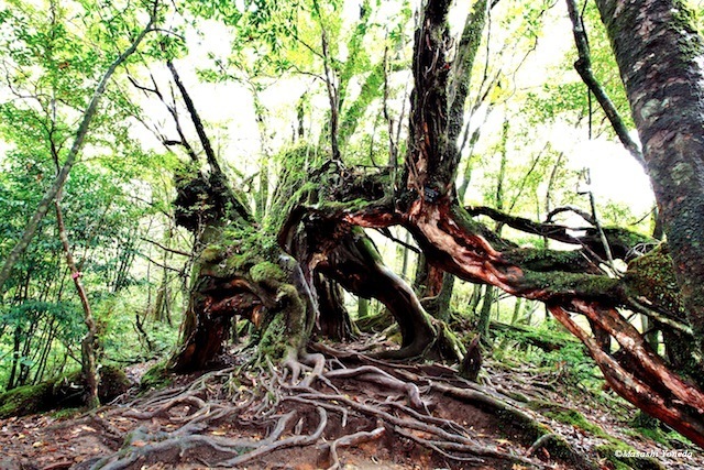 まるで生きる森！精霊宿る「屋久島の木々」がすごい