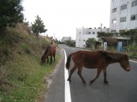 ここ、本当に日本？野生の馬に会える町に行ってみた