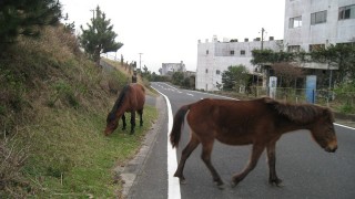 ここ、本当に日本？野生の馬に会える町に行ってみた
