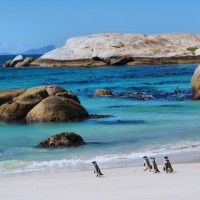 「こんなところにペンギン？」南アフリカの不思議な光景