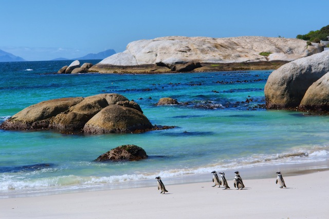 「こんなところにペンギン？」南アフリカの不思議な光景