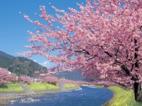 【真冬の桜】７分咲きを狙いたい「河津桜」、今年の見ごろは？