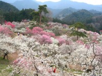 【お花見】日本一のあの梅の名所は今年が最後に！？「椿＆梅祭り」が続々開催