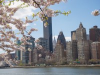 【摩天楼を彩る桜】ニューヨークの花見名所「ルーズベルト・アイランド」