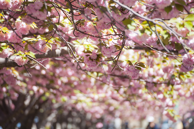 【摩天楼を彩る桜】ニューヨークの花見名所「ルーズベルト・アイランド」