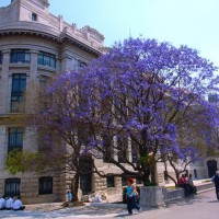 【現地レポート】メキシコに春を告げる、ハカランダの花