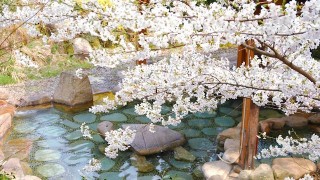 温泉で愛でる満開の桜。春の小旅行に「花見露天」という選択