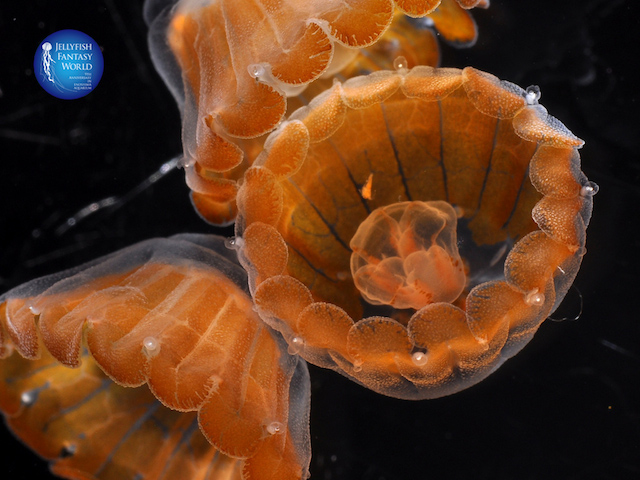 浮遊するクラゲに癒される、５つの水族館