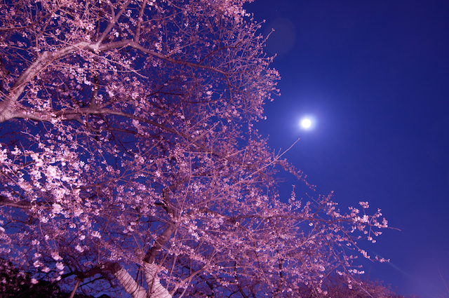 【東京】今年のお花見は「こたつ」でぬくぬく！ 夜桜もOK