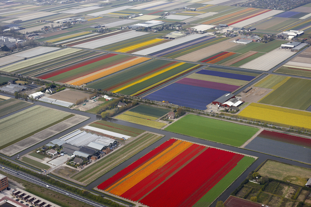 【オランダ】カラフルな花絨毯が広がる「チューリップの絶景」