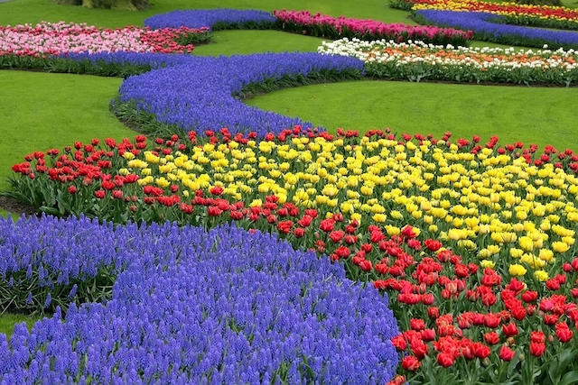【オランダ】カラフルな花絨毯が広がる「チューリップの絶景」