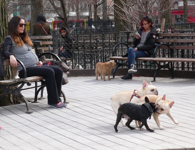 犬の公園ドッグ・ランは、ニューヨーカーのコミュニケーションの場　