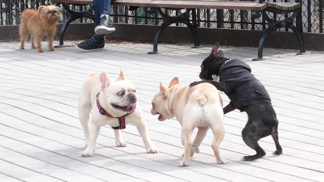 犬の公園ドッグ・ランは、ニューヨーカーのコミュニケーションの場　