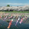 日本人なら一度は見るべし！世界に誇る圧巻の光景、「鯉のぼり祭り」３選