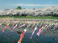 日本人なら一度は見るべし！世界に誇る圧巻の光景、「鯉のぼり祭り」３選