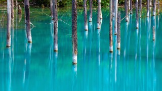 【北海道】世界に認められた幻想的な「青い池」