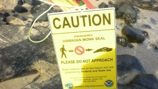 絶滅危惧種ハワイアン・モンクシールに会える！必見オアフ島の隠れスポット