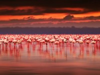 フラミンゴをピンク色に染める、世界の絶景湖３選