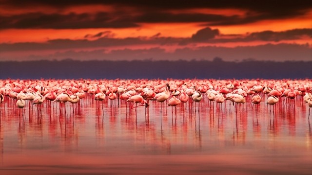 地球の不思議 フラミンゴをピンク色に染める世界の絶景湖３選 Tabizine 人生に旅心を