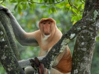 【マレーシア・コタキナバル】珍しい猿に出逢える魅惑のネイチャーワールド