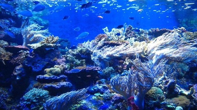 【関東エリア】夜の水族館がロマンチック！幻想的なブルーの世界で夏の夕涼みデートを