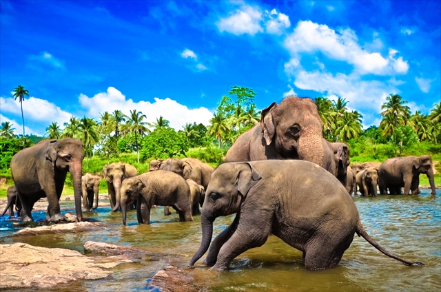 これぞ生命の楽園！スリランカの大自然で貴重な生き物達と触れ合う