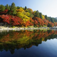 チャンスは１１月！東海地方随一、４０００本の紅葉が楽しめる「香嵐渓」