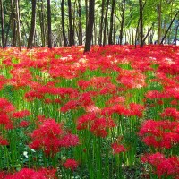 【都内近郊】初秋を真っ赤に染め上げる彼岸花スポット３選
