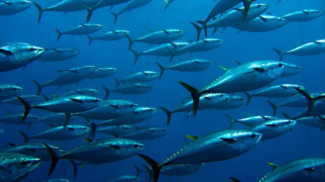 日本を凌ぐ魚大国はここだった！「世界の魚介消費量」ベスト５