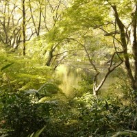 【現地レポート】湧水に白鳥・・・武蔵野に残る、知られざる森