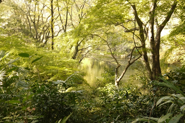 【現地レポート】湧水に白鳥・・・武蔵野に残る、知られざる森