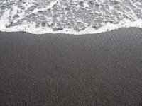 幸運を呼ぶホヌの住処！”漆黒のビーチ”「プナルウ黒砂海岸」