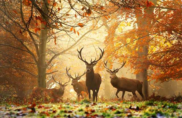 ちょっぴり切ない秋を象徴する動物達の姿