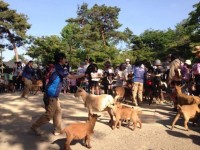 冬にはカピバラ温泉も!見るだけじゃない、埼玉の穴場動物園
