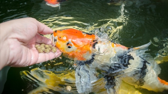 都内近郊】鯉に癒されるおでかけスポット5選 | TABIZINE～人生に旅心を～